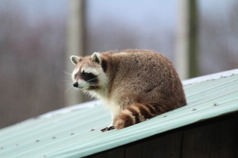 Tips for Getting Rid of Raccoons - Wildlife Removal Milton